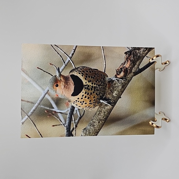 4x6 Northern‎ Flicker Bird Photography Oil Painting Print - Picture 1 of 5